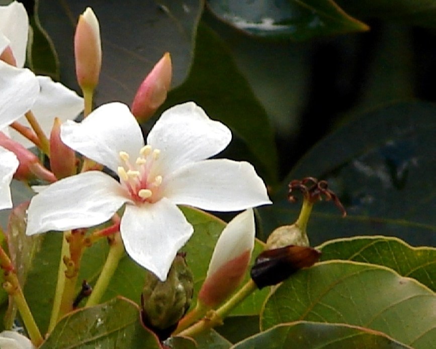 Tung Tree